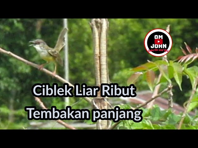 Ciblek Liar di Alam bebas tembakan panjang, bikin emosi ciblek lain class=