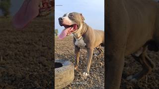 Panther 🐆 Vs Pitbull 👑 इन दोनों में से कौन जीतेगा 🤔 #max #pitbull #facts #shorts #shortsfeed #pets