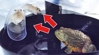 African bullfrog preys on hamsters that float by during the attraction【WARNING LIVE FEEDING】