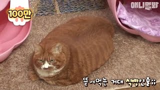 Giant cat which looks like a big loaf of bread