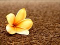 Chantal Chamberland  ✿ L'Hymne A L'mour