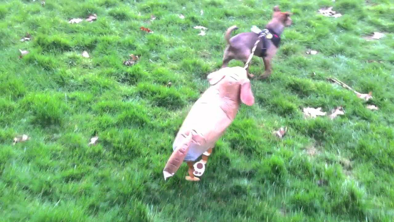 Dog Walks a Dog Balloon YouTube