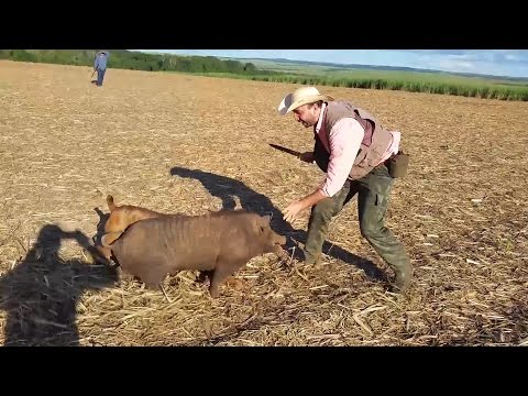 Vídeo: Como Caçar Um Javali