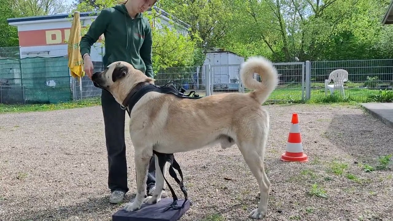Geschirr-Training mit Pepe