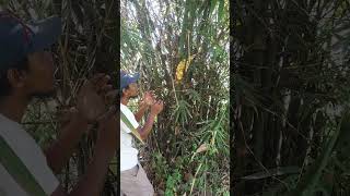 Download Lagu kawayan may bunga MP3