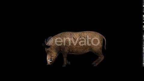 4K Wild Boar Eat | Motion Graphics - Envato elements