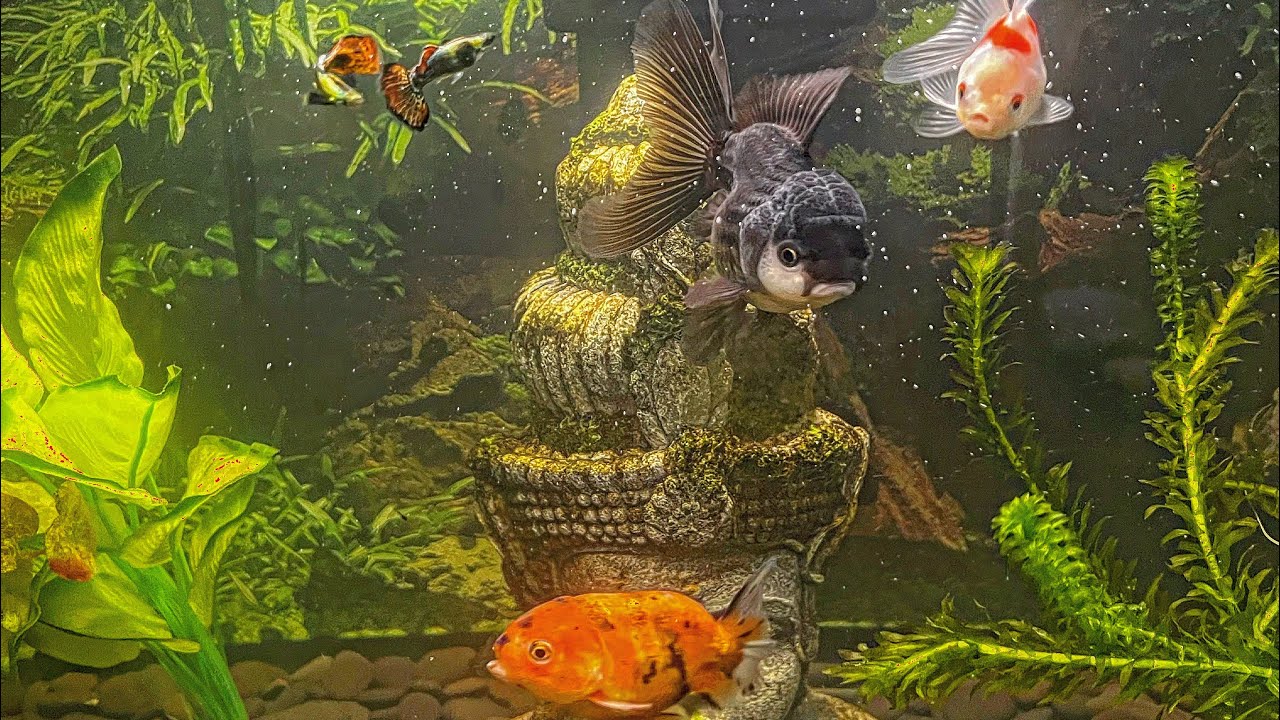 Fancy goldfish YouTube