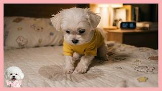 냠돌이의 보물 지도