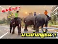ไปต่อ❗️ช้างวิ่งแข่ง มันส์สุด💯บัวบานชนะएक हाथी,elephant