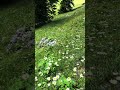 Wendelstein hike in full bloom 🌼⛰️ Wildflowers + mountain views = pure magic! #Alps #Shorts