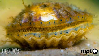 Farming Scallops in the Chesapeake Bay | Maryland Farm & Harvest