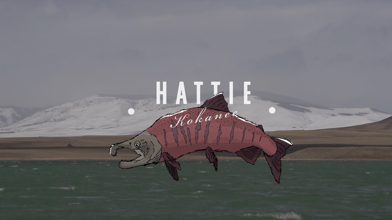 Hattie Fly fishing for Kokanee at lake Hattie Wyoming, Streamer YouTube