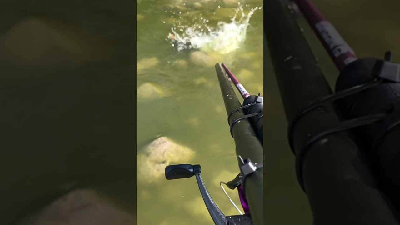 Blowgun Fishing for Carp Slow Motion Headshot! YouTube