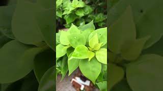 #liriklagu #musik #music #garden #bonsaigarden #plants #gardendesign #roadto1k #cover #coversong