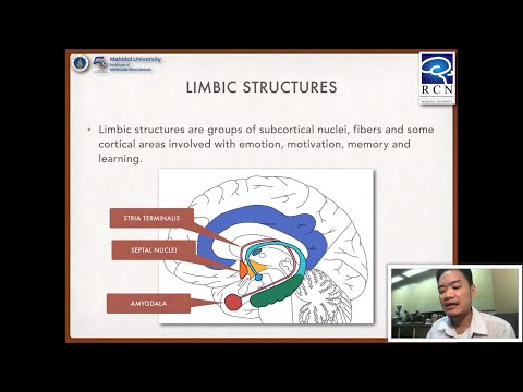 Foundation of Neuroscience | 9.2 Basal ganglia and limbic structure