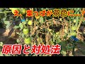 【ミニトマト】7月8月の暑い時期になりやすい!病気、虫の被害 【家庭菜園】