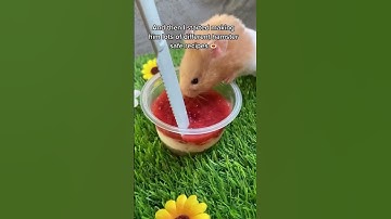 How to tame your hamster ❤️ #shorts