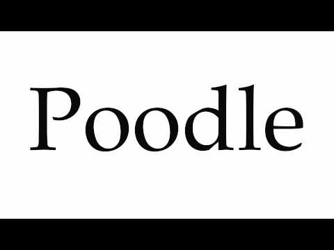 How to Pronounce Poodle