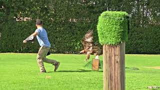 Bird Show 🦅 🦉 | Live Performance | Turkey Vulture | Eagle | White Owl | Dubai Safari Park
