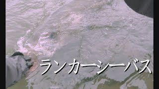 東京湾奥 初夏のシーバスデイゲーム『都市型河川でランカーシーバス』遠投して『ドリフト』でヒット！