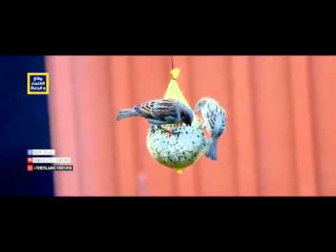 علاج الإكتئاب كلمات تبهج القلب الشيخ وسيم يوسف