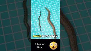 The Snake That Can Eat Crocodiles 😱🐍