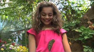 Butterfly Jungle 2011