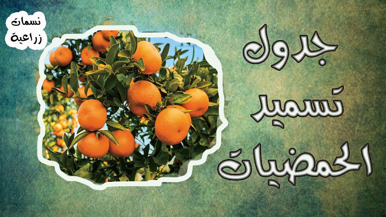 برنامج تسميد الحمضيات ( الموالح ) || بالتفصيل