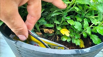 xịt thuốc ngừa bệnh đạo ôn ( vàng lá, thúi lá) cho Cúc mâm xôi hoa Tết 2024