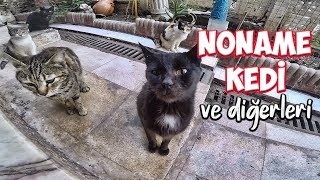 Noname kedi ve diğerleri..haa birde Osman'dan haber var