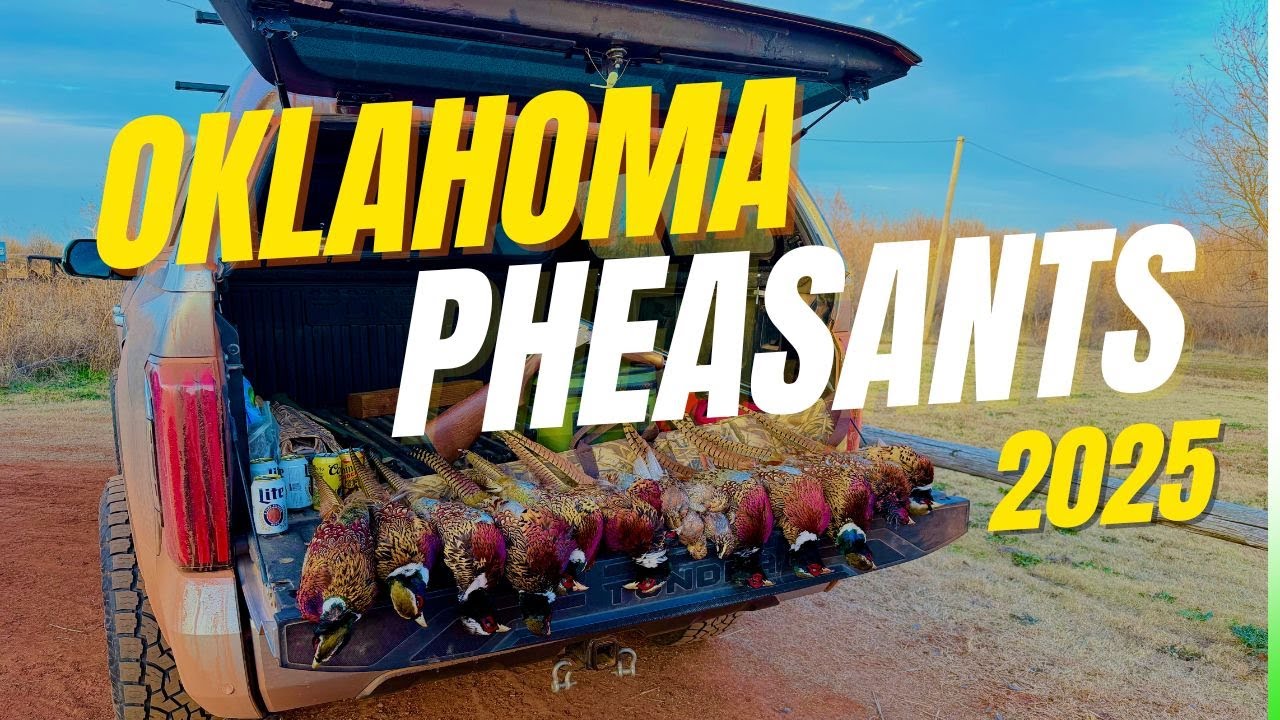 Pure Upland Chaos | 2025 Oklahoma Pheasant Hunt