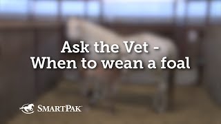 Ask the Vet - When to wean a foal