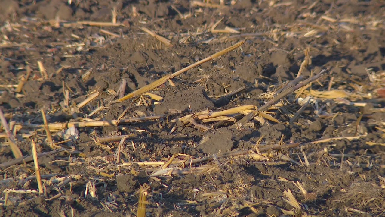 Could the drought drive up food prices? - YouTube