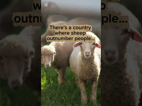 Sheep #facts #maps #shorts #shortvideo #animals