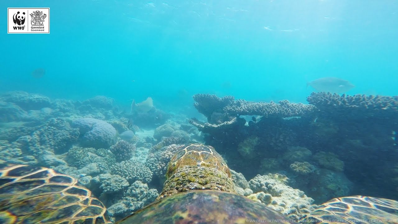 🐢 INCREDIBLE Hawksbill Turtle GoPro Footage 🐢 | WWF-Australia