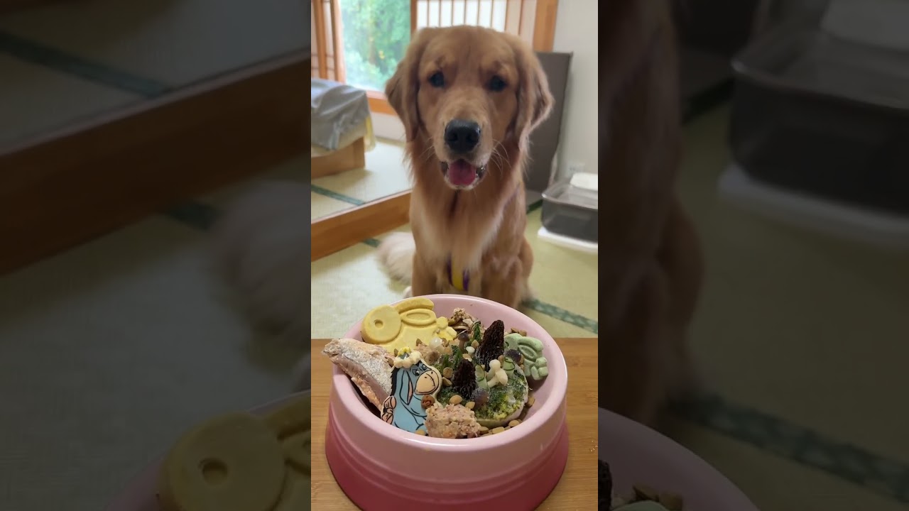 宝的限时返场！还是那么爱吃饭的宝！今天吃爵宴的新粮！ #爵宴狗粮 #爵宴源力碗烘焙粮 #当你有只馋嘴狗狗