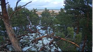 2016 02 12 15h45m White tailed Eagle call