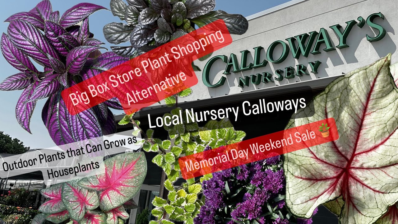 Big Box Store Plant Shopping Alternative Shop Local Plant Nursery Calloways Hundreds of Plants