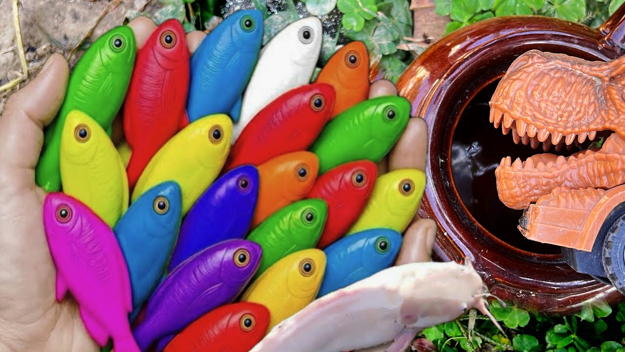 Catch a Giant Catfish, Catch Beautiful Gold fish in rain, Pleco Fish Turtle Carbs, Koi Carp, Ranchu