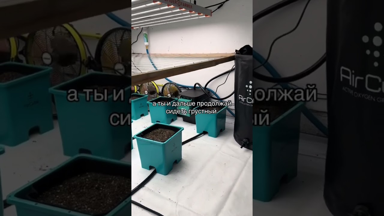 семена по ссылке💚 