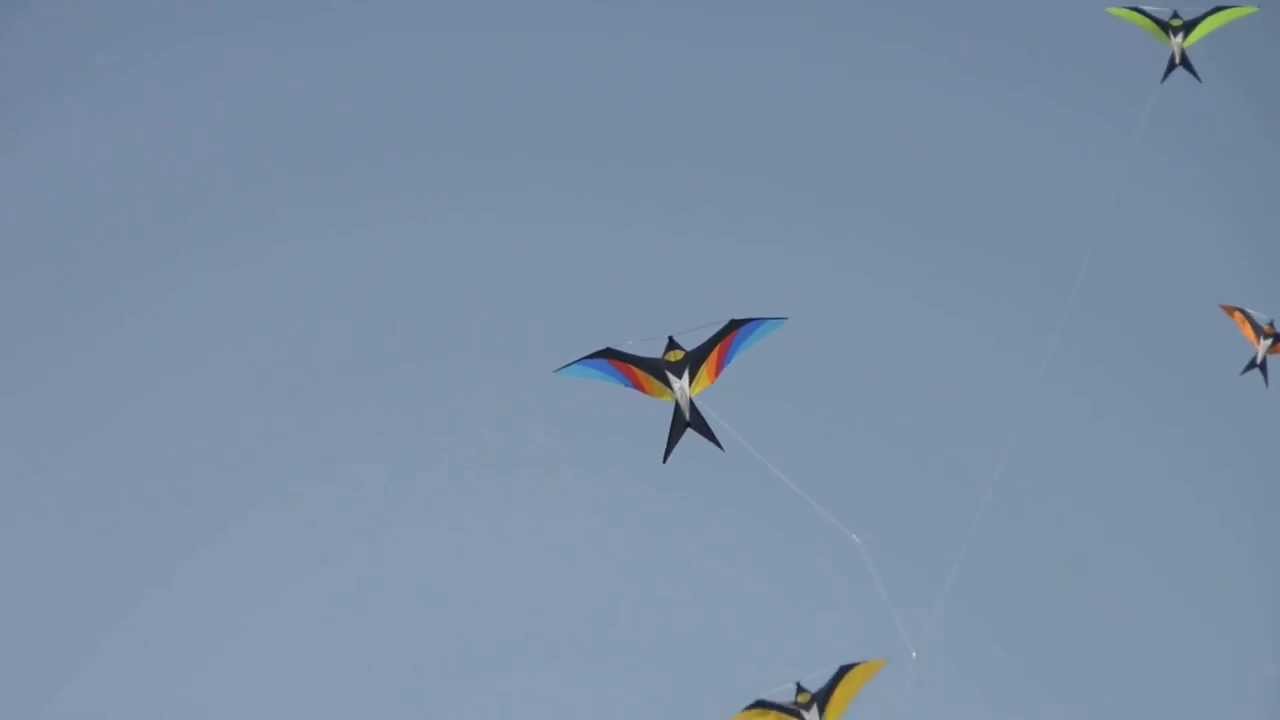 Flock of Swallow Kites 2