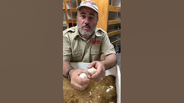 What’s Inside An Infertile Egg 🥚 #shorts #animals #reptile #snake #python #egg #infertile #zoo