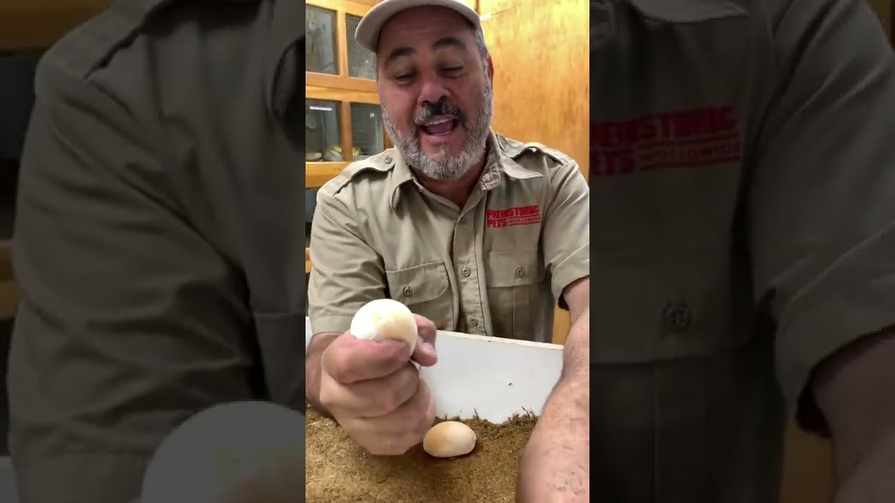 What’s Inside An Infertile Egg 🥚 