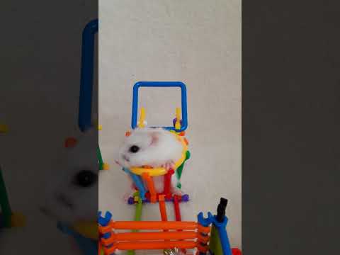 dwarf hamster in basketball hoop