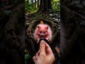 A Tiny Pink Creature Living in Tree Roots… 🌸😳