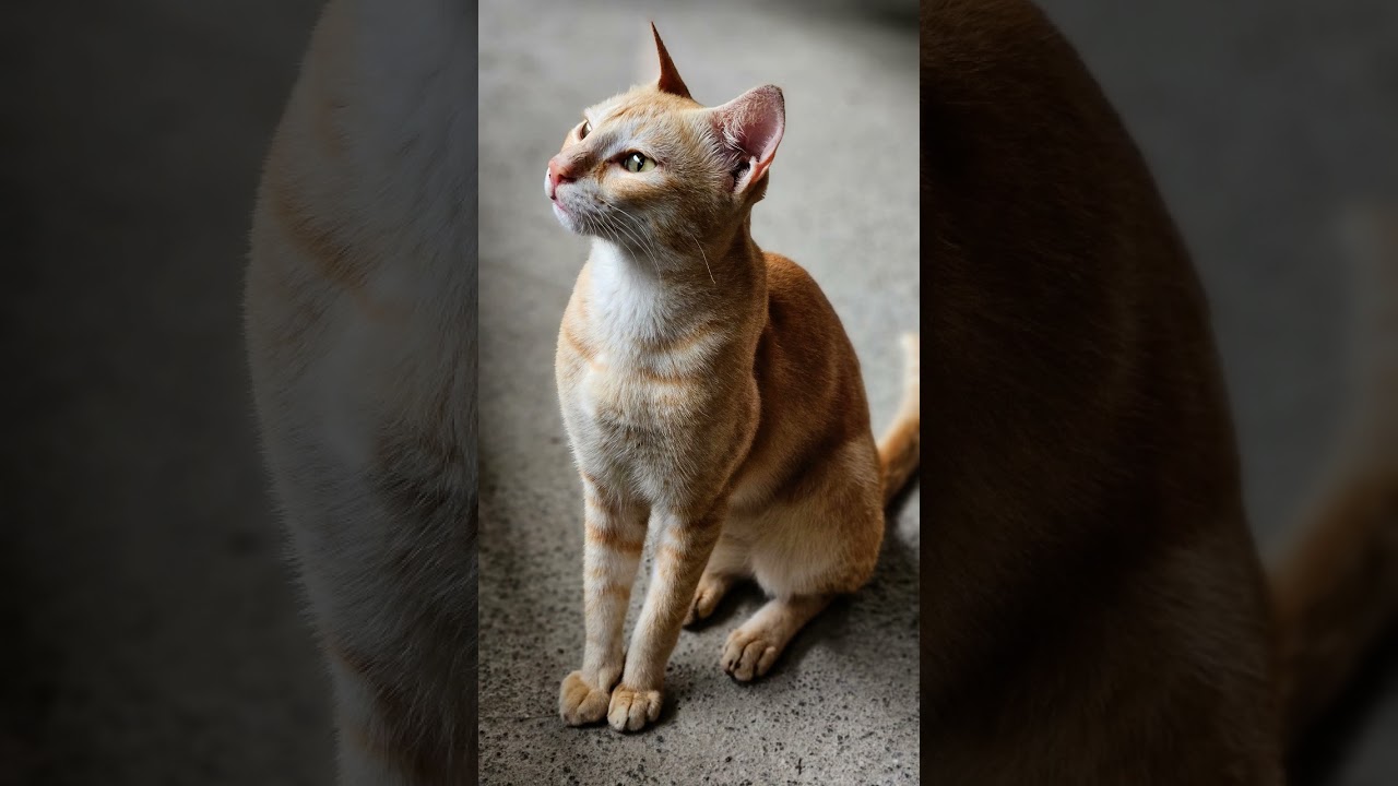 My work partner 🐈 