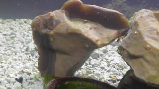 Caridina Woltereckae Harlequin Sulawesi Maluszki I Podrostki