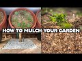 Mulching 101   How to mulch your garden and what mulch to choose