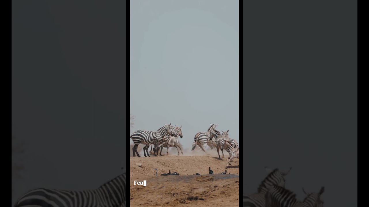 Terrifying HoneyBadger Fact! 