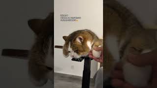 Can Anyone Understand